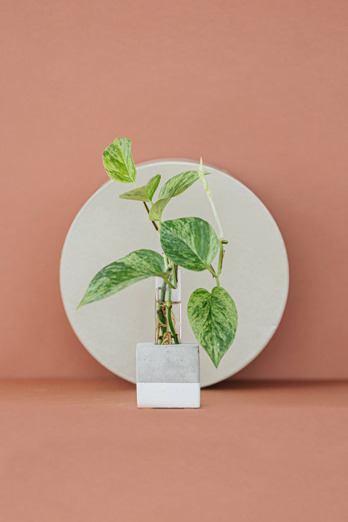 Propagation Vase | Cutting Holder and Propagation Station - Green