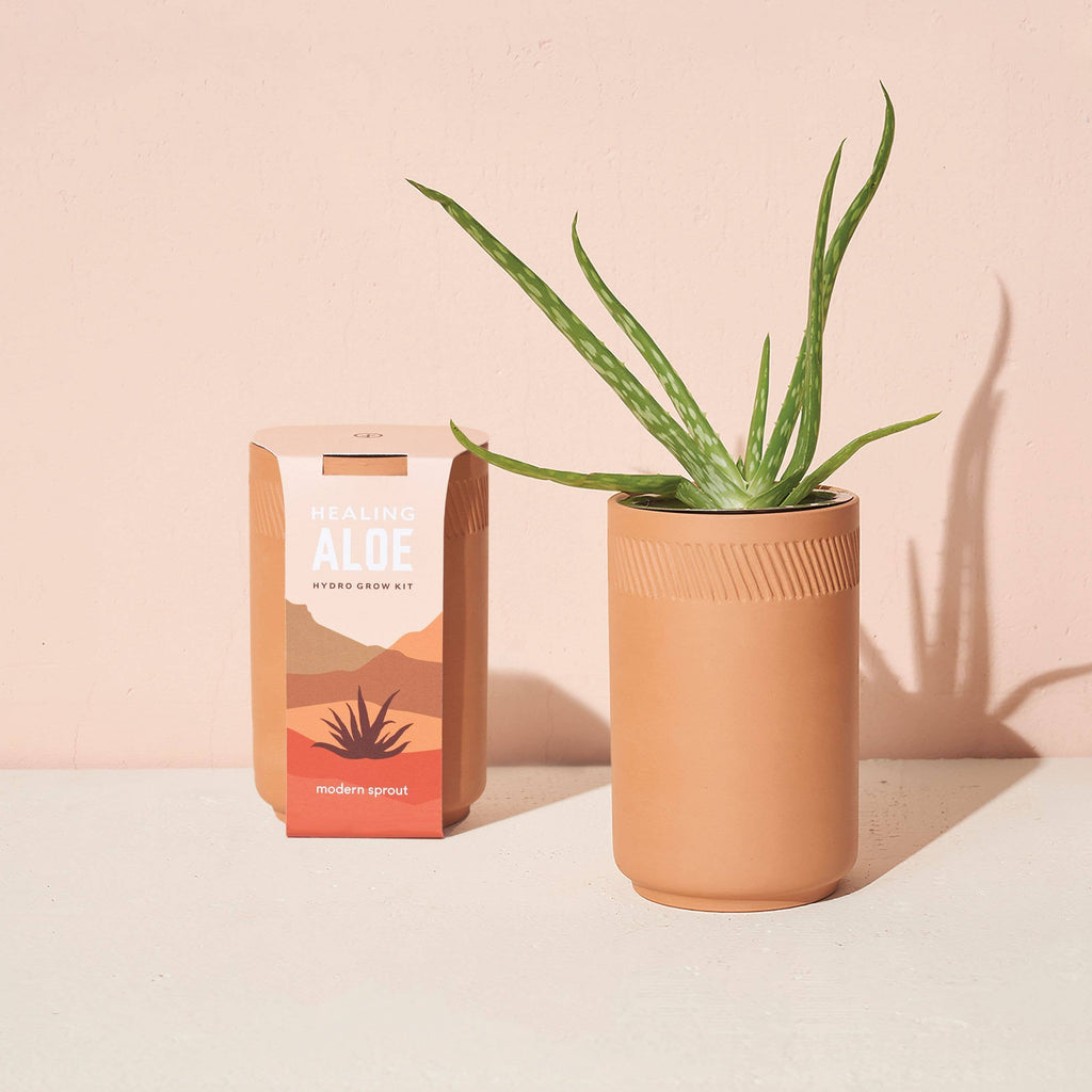 Terracotta Kit - Aloe