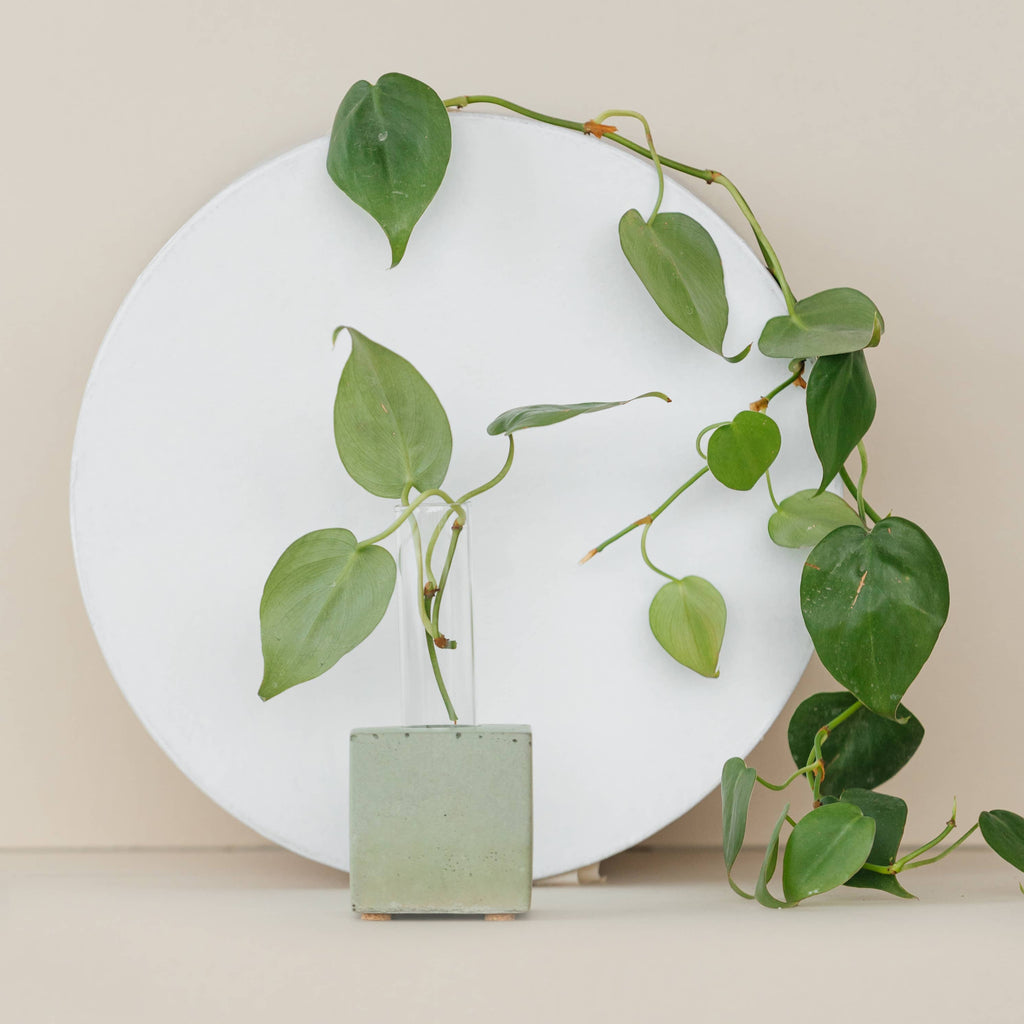 Propagation Vase | Cutting Holder and Propagation Station - Green