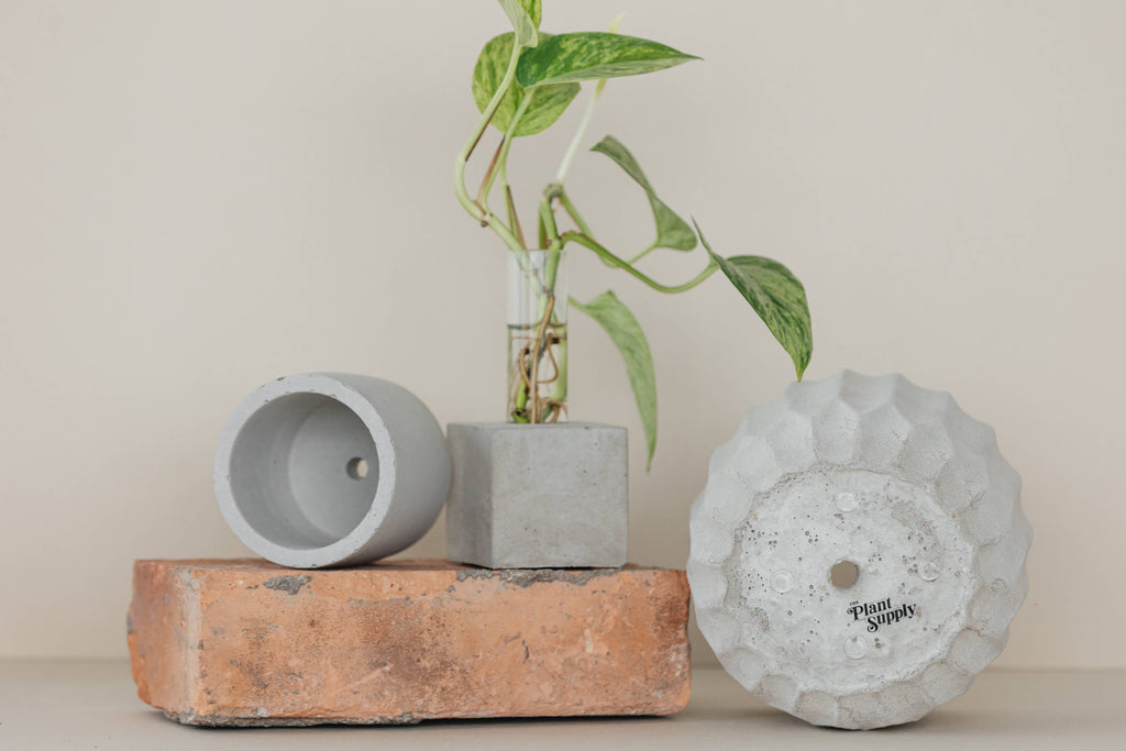 Propagation Vase | Cutting Holder and Propagation Station - Green
