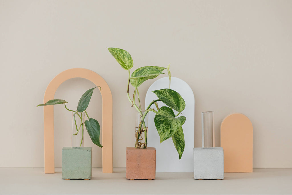Propagation Vase | Cutting Holder and Propagation Station - Green