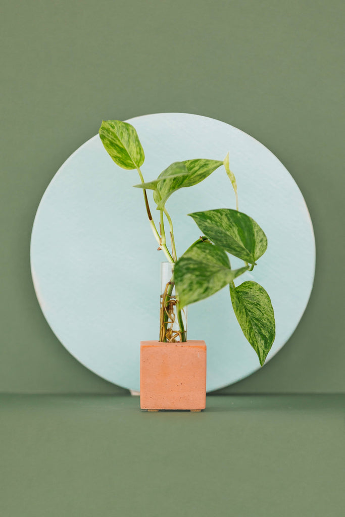 Propagation Vase | Cutting Holder and Propagation Station - Green
