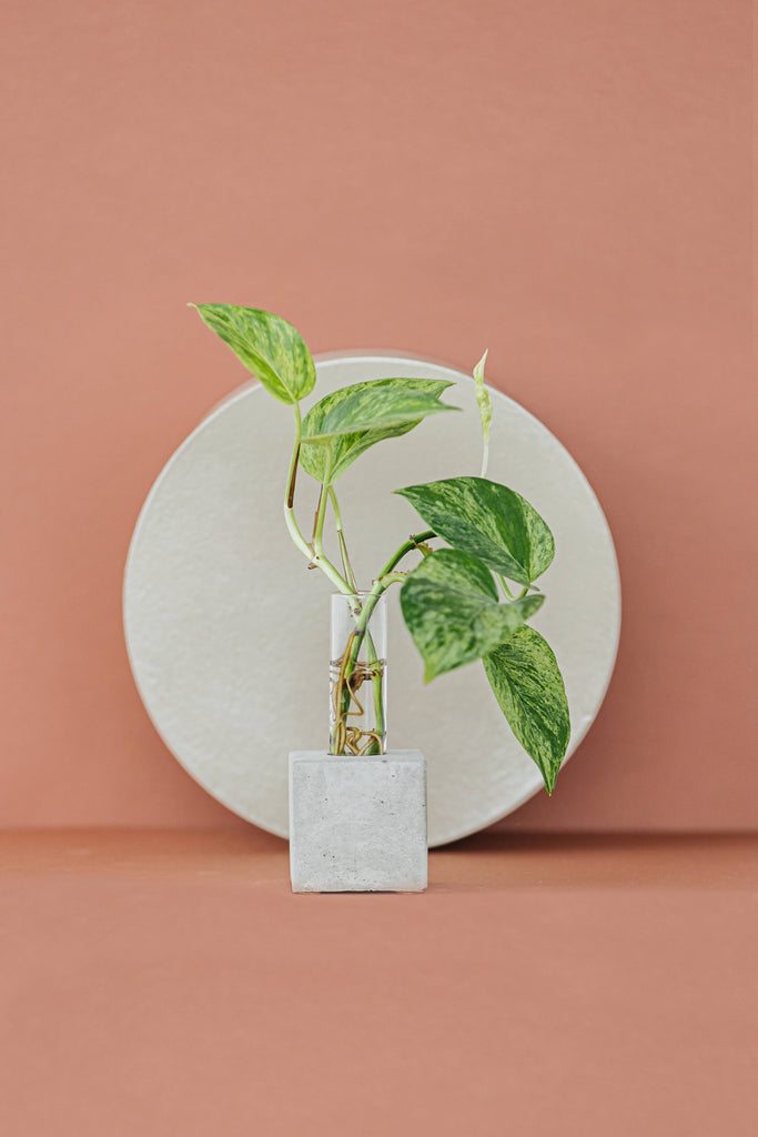 Propagation Vase | Cutting Holder and Propagation Station - Green