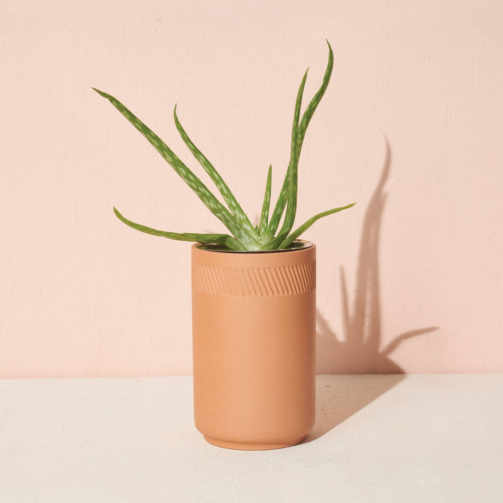 Terracotta Kit - Aloe