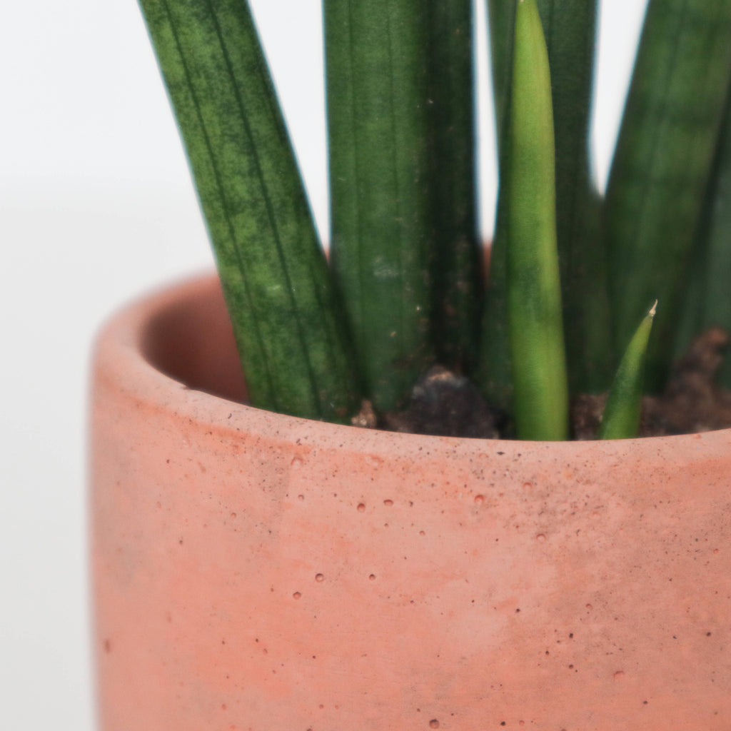 Concrete Planter with Arches - 3" | terra-cotta