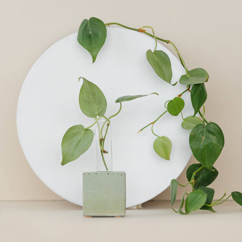 Propagation Vase | Cutting Holder and Propagation Station - Green
