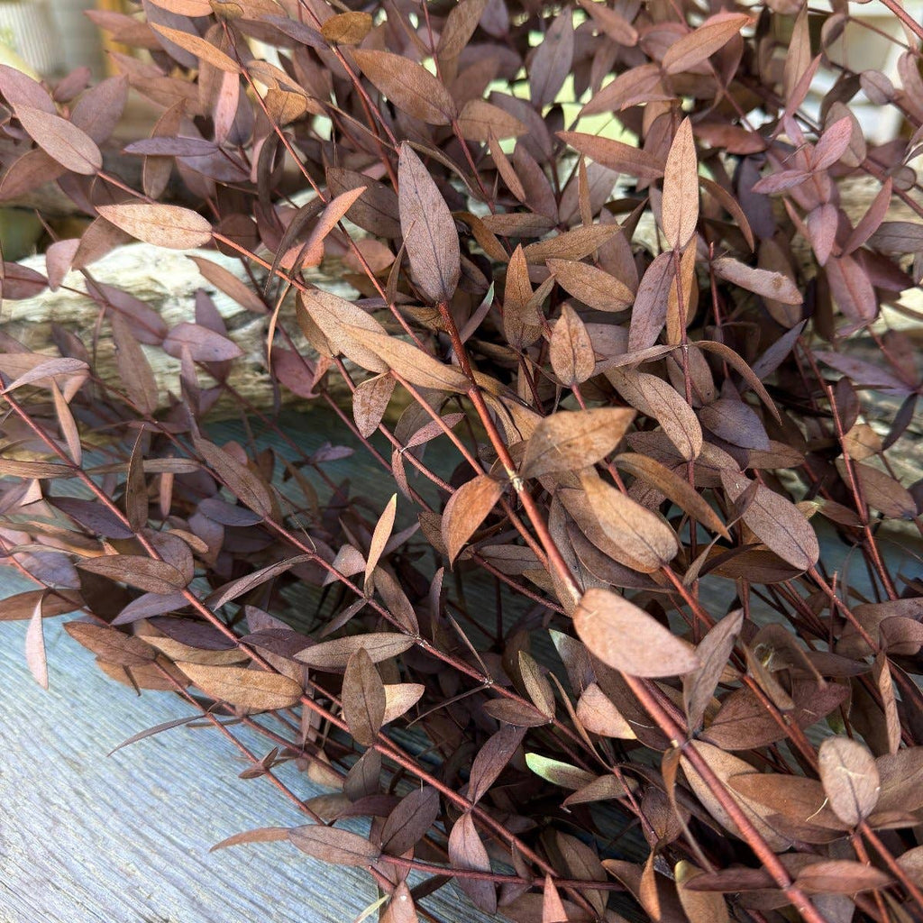 DF-7002 - Forest Red Gum Eucalyptus