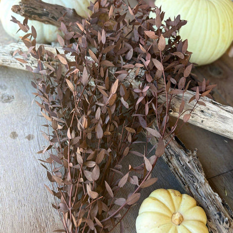 DF-7002 - Forest Red Gum Eucalyptus